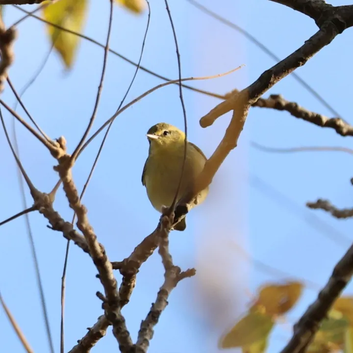 Tennessee Warbler