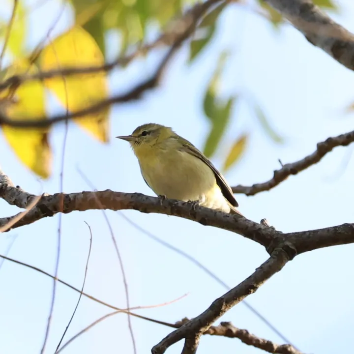 Tennessee Warbler