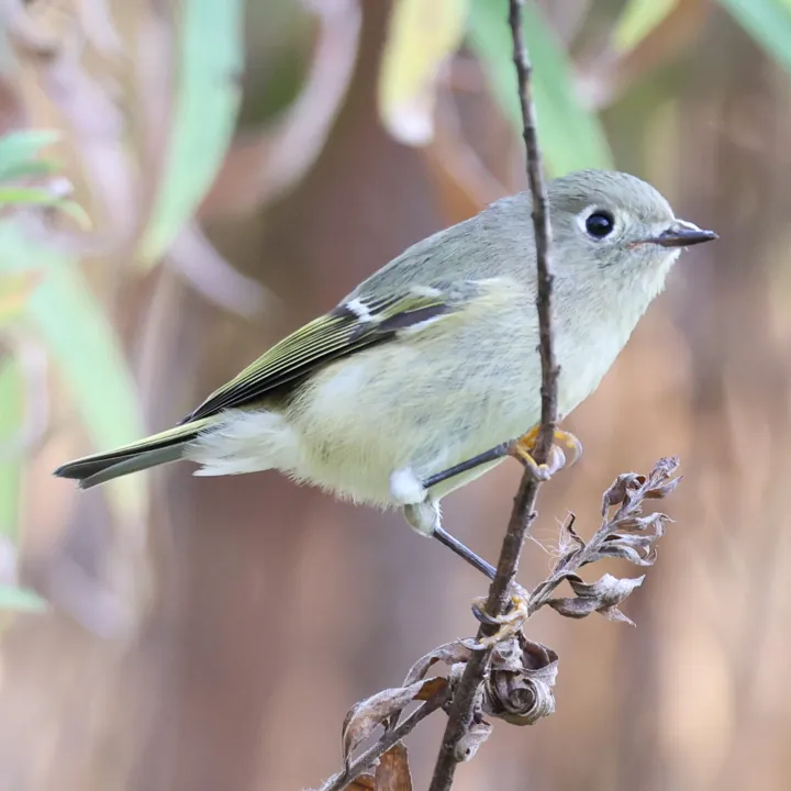 Ruby-crowned Kinglet