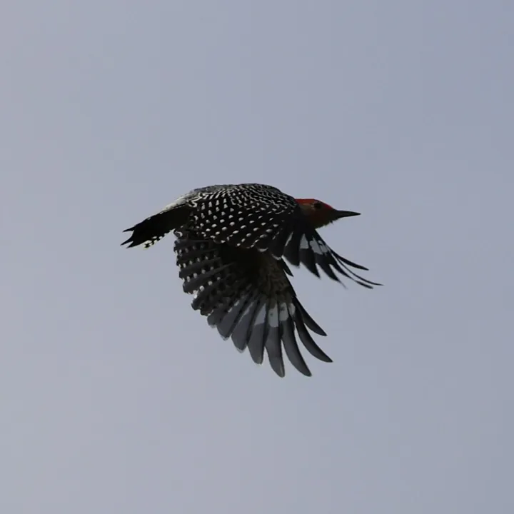 Red-bellied Woodpecker