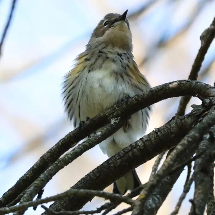 Yellow-rumped Warbler
