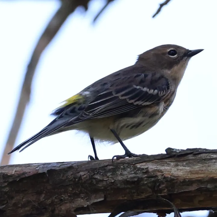 Yellow-rumped Warbler