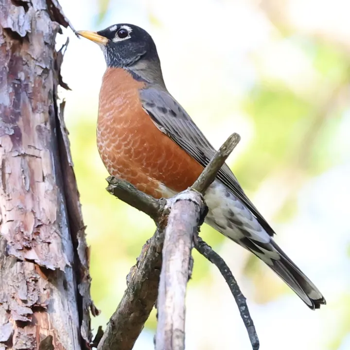 American Robin