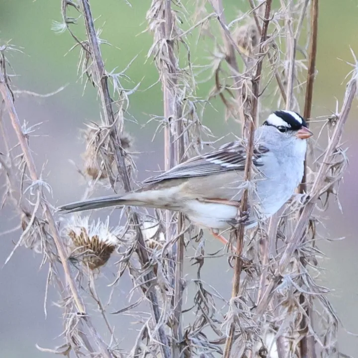 White-crowned Sparrow