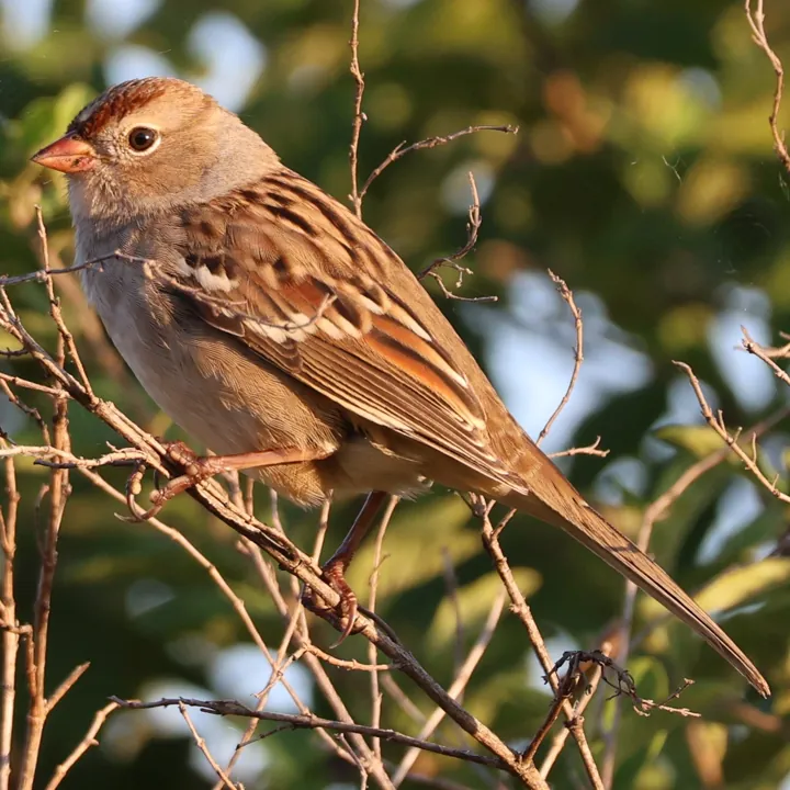 White-crowned Sparrow
