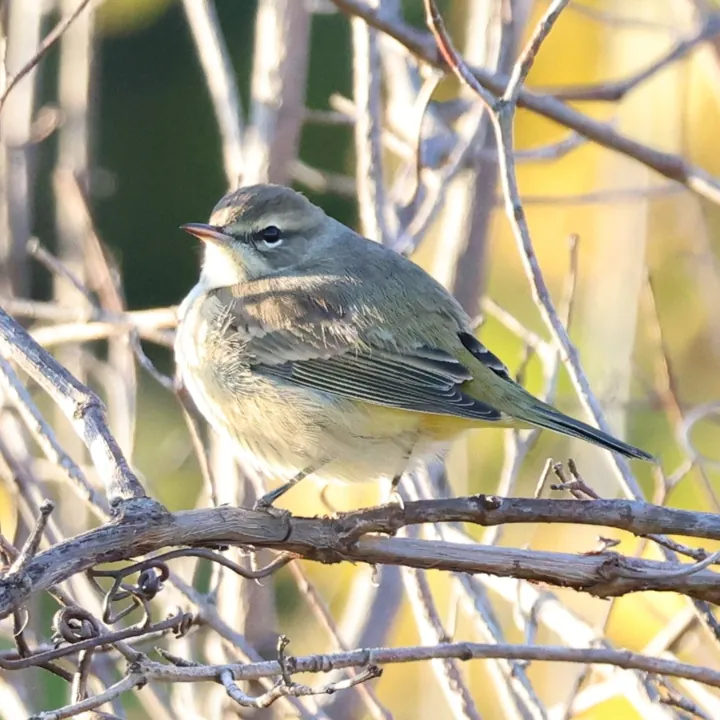 Palm Warbler