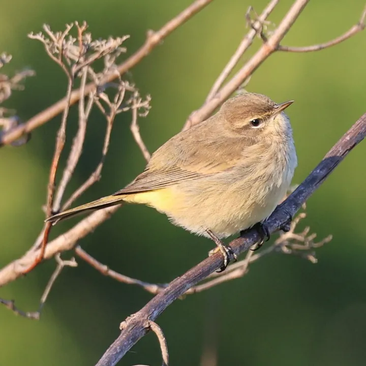 Palm Warbler