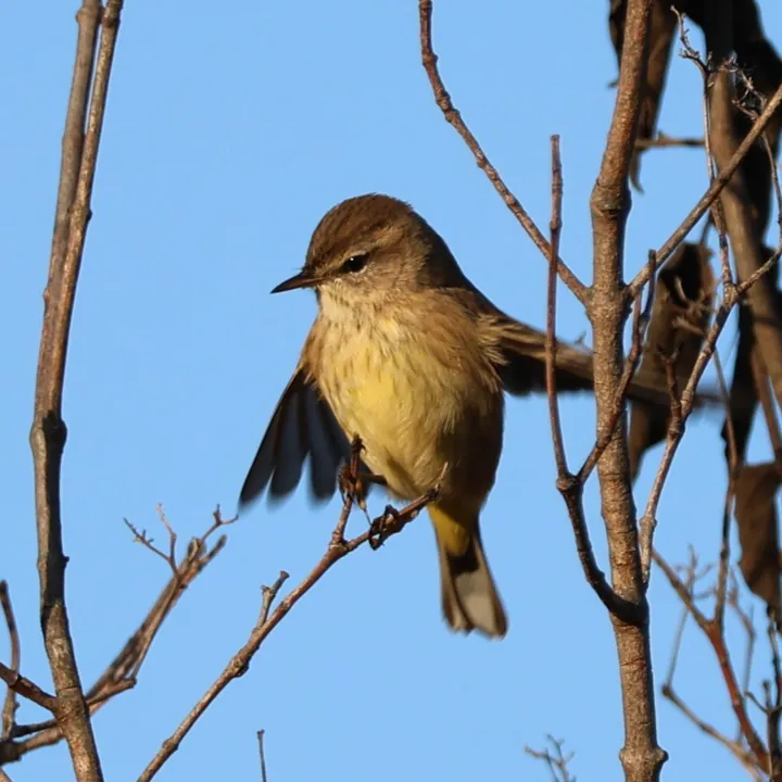 Palm Warbler