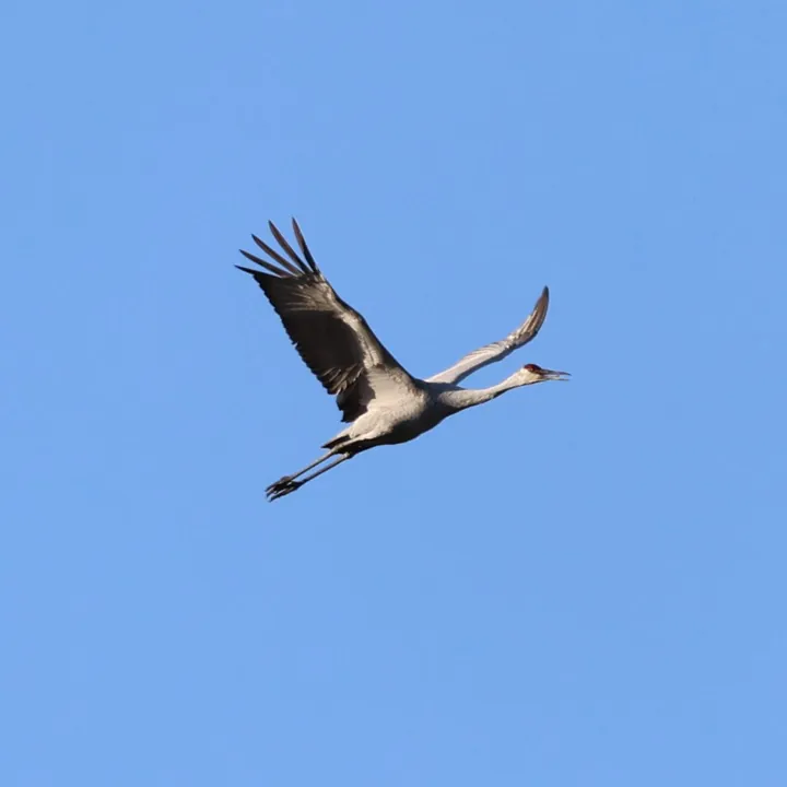 Sandhill Crane