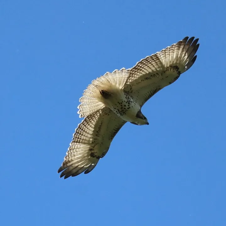 Red-tailed Hawk