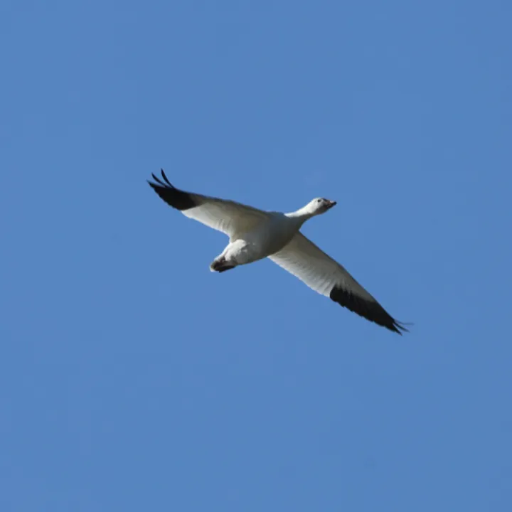 Snow Goose