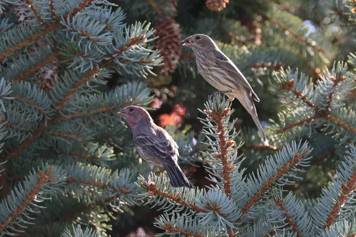 House Finch