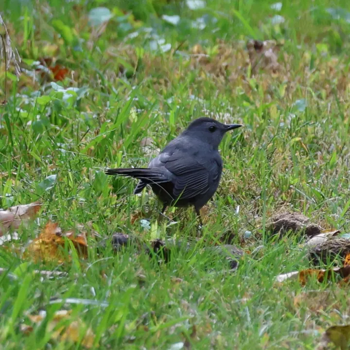 Gray Catbird