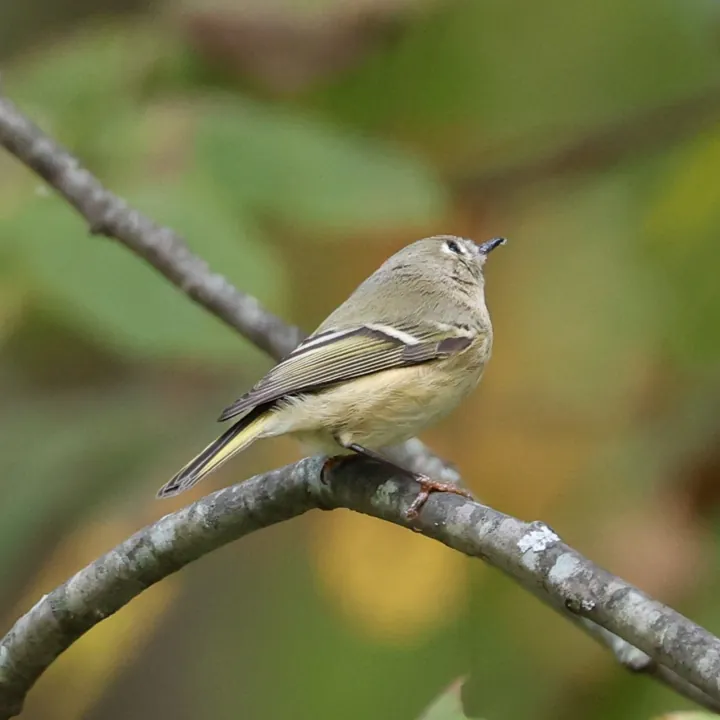 Ruby-crowned Kinglet