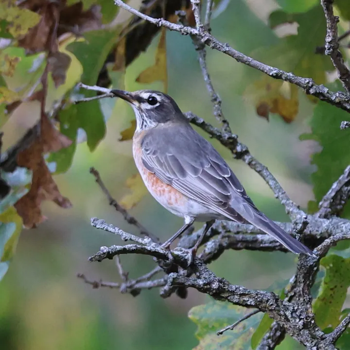 American Robin