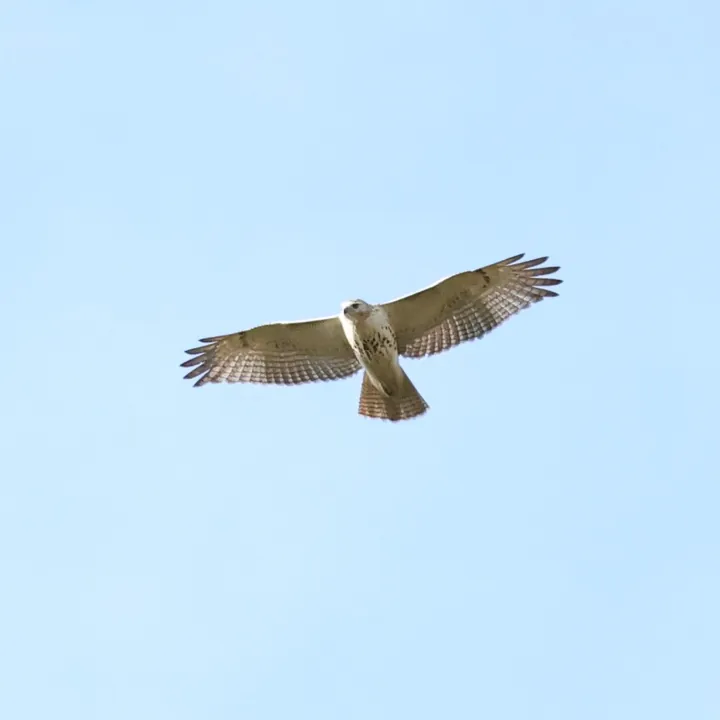 Red-tailed Hawk