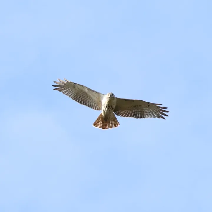 Red-tailed Hawk