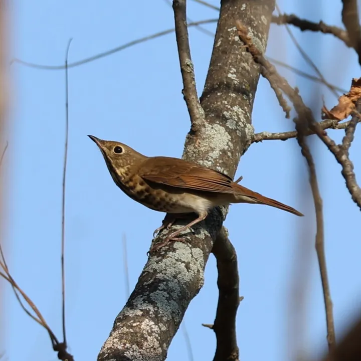 Hermit Thrush