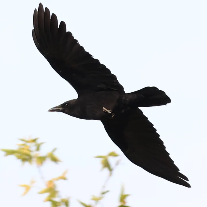 American Crow
