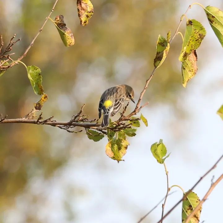 Yellow-rumped Warbler