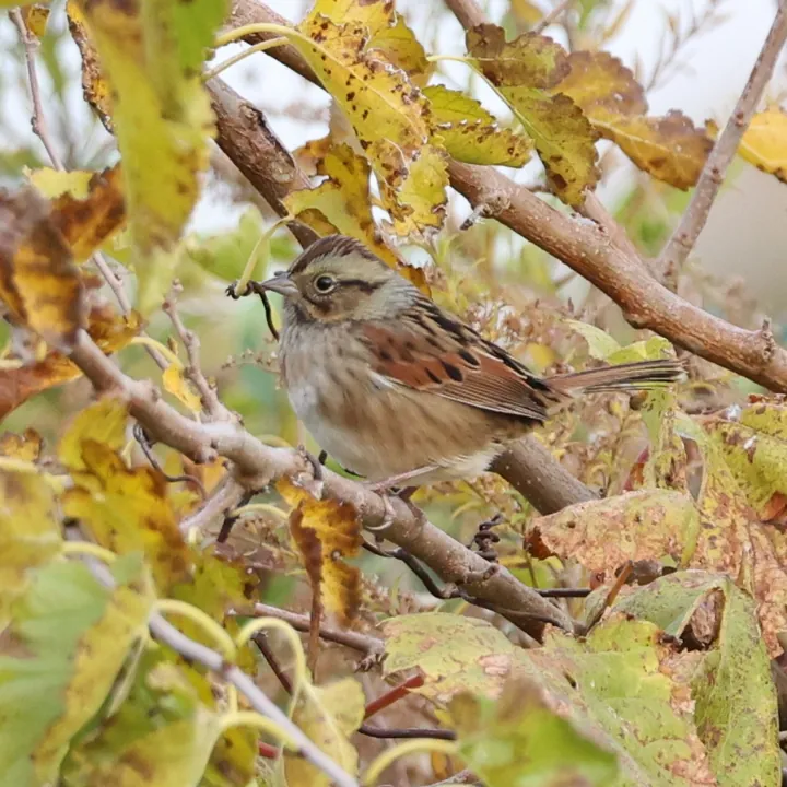 Swamp Sparrow