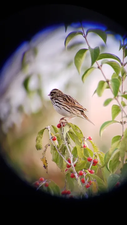 Savannah Sparrow