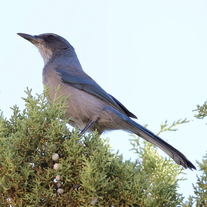 Woodhouse's Scrub-Jay