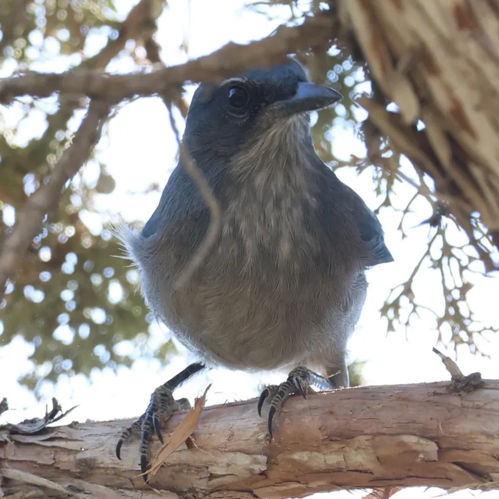 Woodhouse's Scrub-Jay