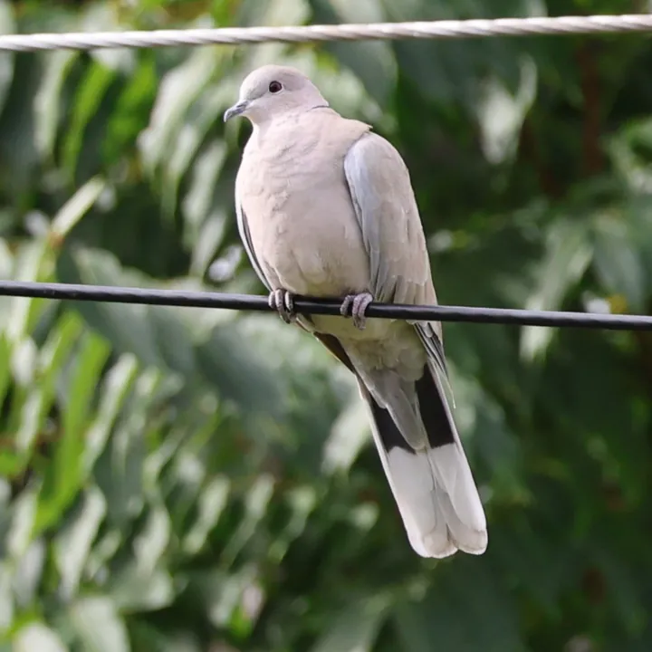 Eurasian Collared-Dove