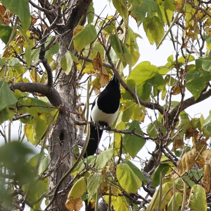 Black-billed Magpie
