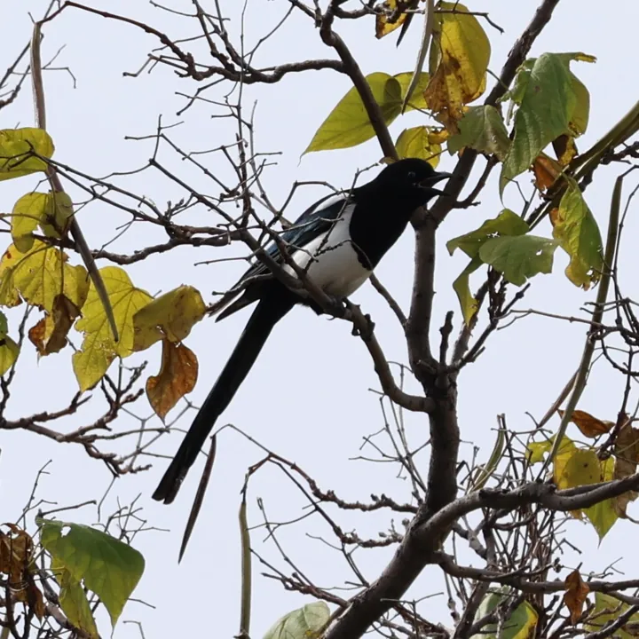 Black-billed Magpie