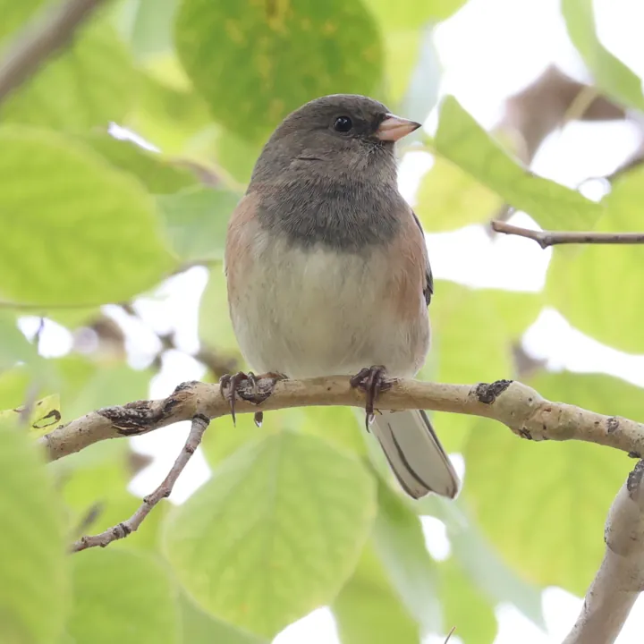 Dark-eyed Junco