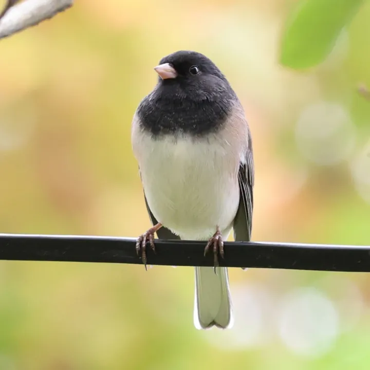 Dark-eyed Junco