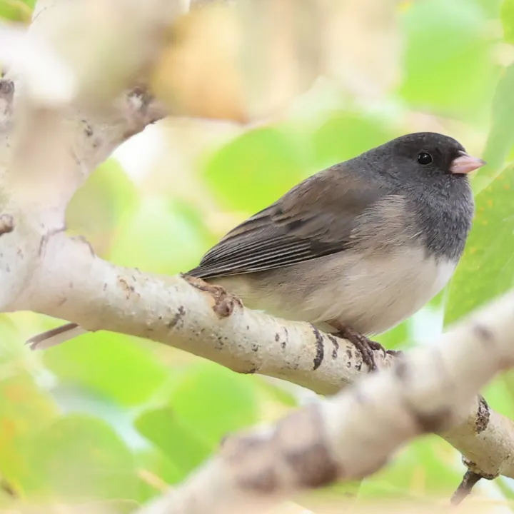 Dark-eyed Junco
