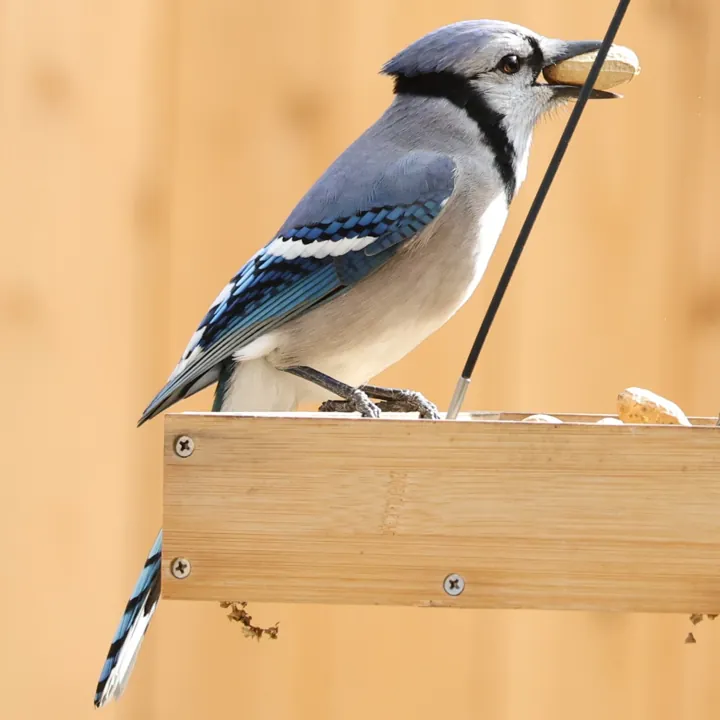 Blue Jay