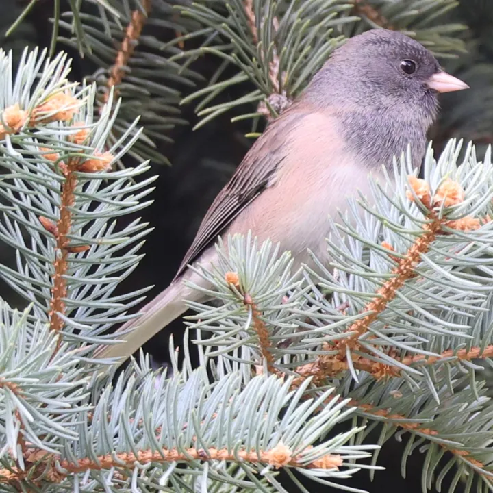 Dark-eyed Junco