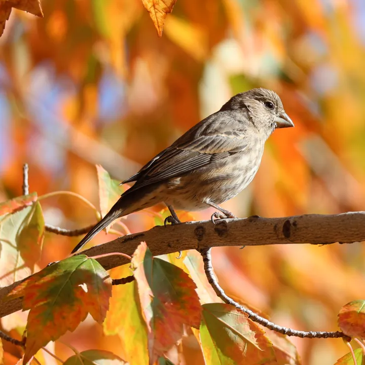 House Finch