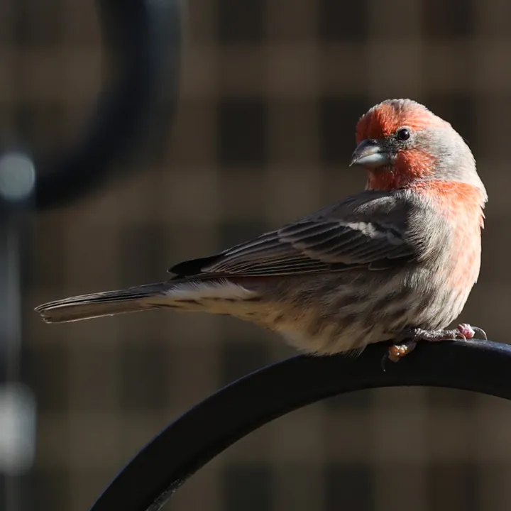 House Finch