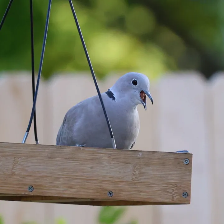 Eurasian Collared-Dove