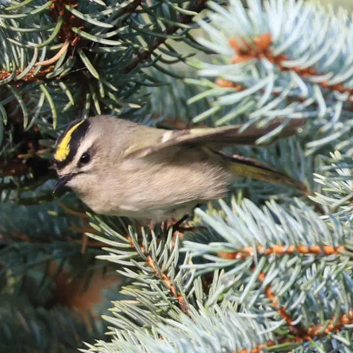 Golden-crowned Kinglet