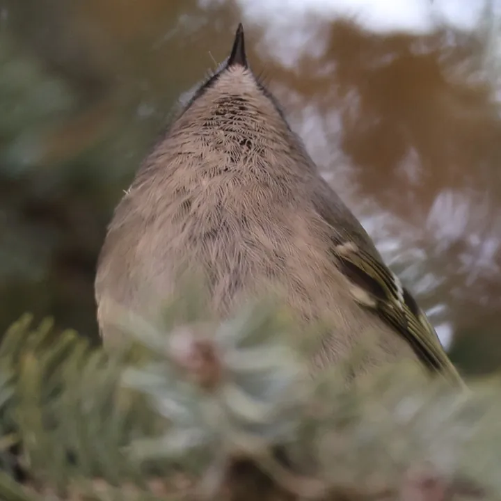 Golden-crowned Kinglet