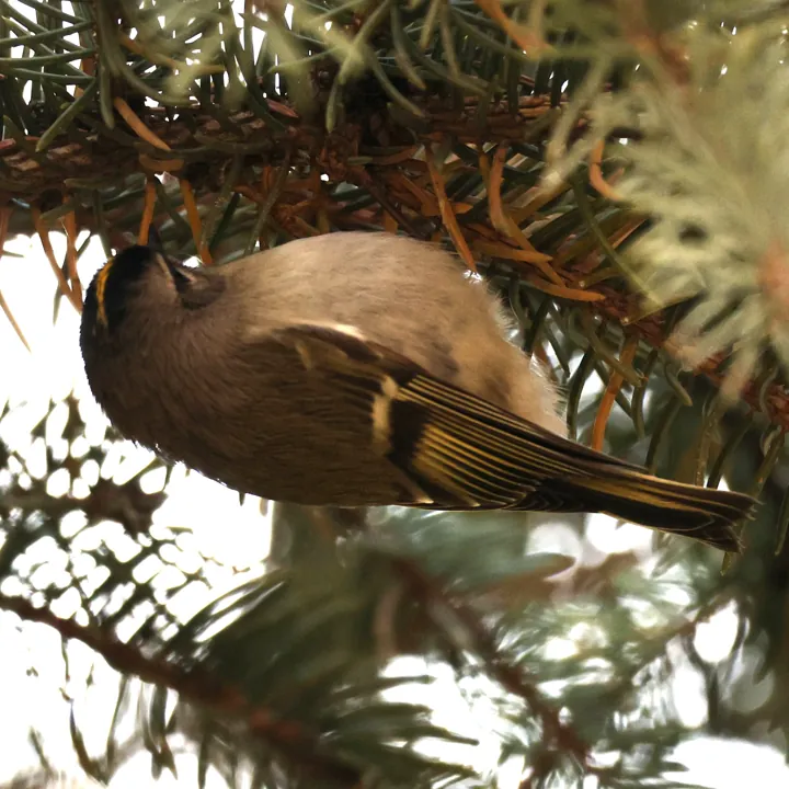 Golden-crowned Kinglet