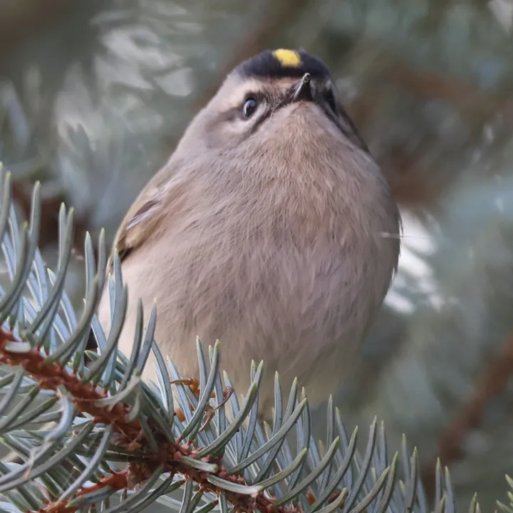Golden-crowned Kinglet