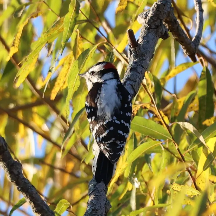 Downy Woodpecker