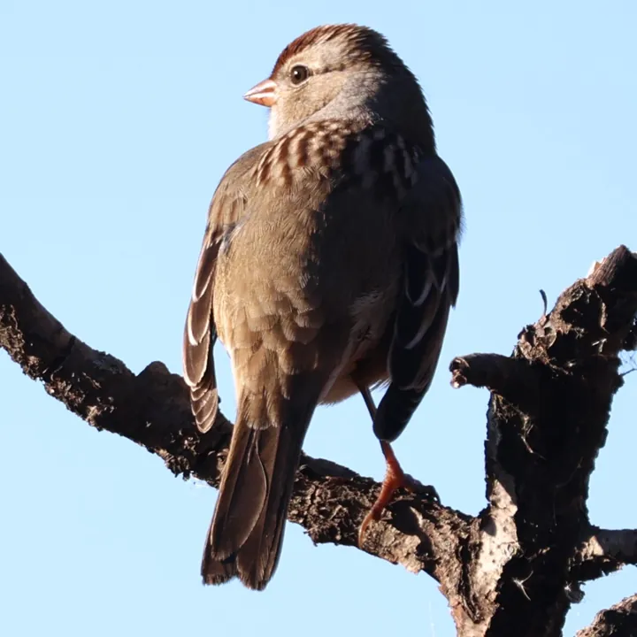 White-crowned Sparrow