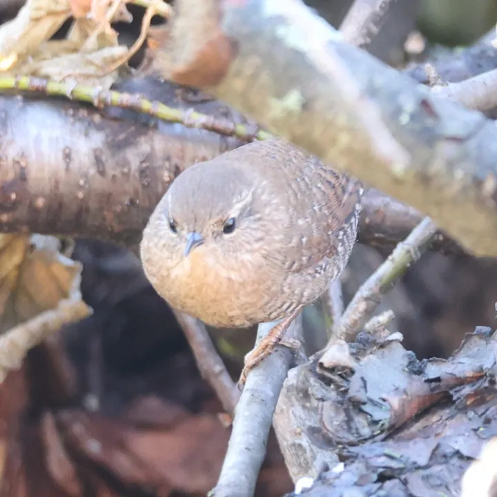 Winter Wren