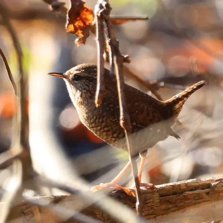 Winter Wren