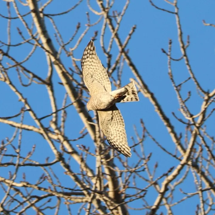 Sharp-shinned Hawk