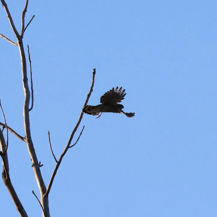 Sharp-shinned Hawk