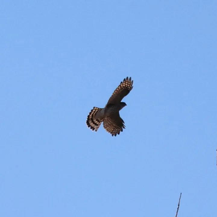 Sharp-shinned Hawk